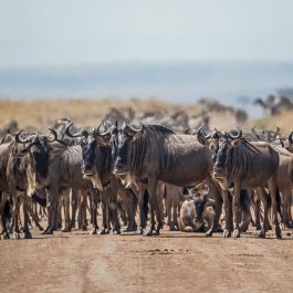 10-Days-Serengeti-Wildebeest-Migration-Safari-package