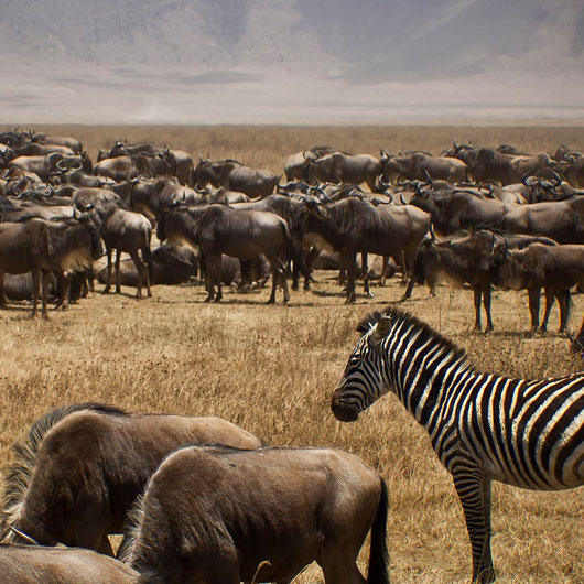 10-Days-Serengeti-Wildebeest-Migration-Safari-package