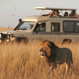 10-Days-Tanzania-Wild-Safari-Tour