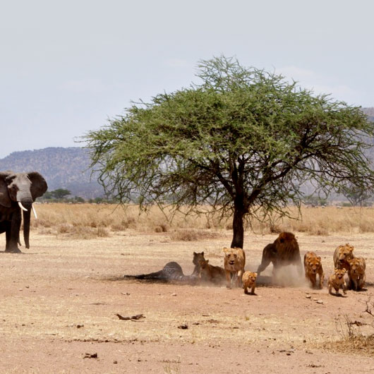11-days-Tanzania-and-zanzibar_nalla-tours