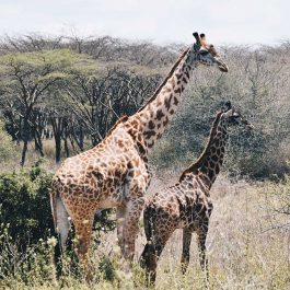 4-Days-Kenya-Safari-Holiday