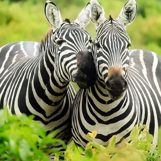 5-Days-Kenya-Safaris