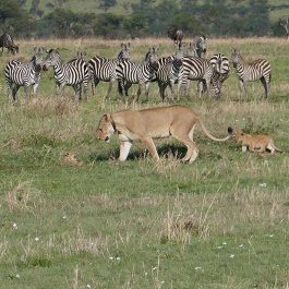 5-Days-Tanzania-Safari