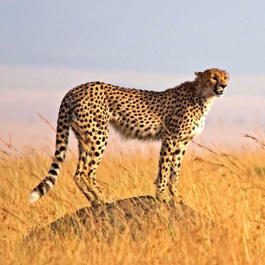 6-Day-Safaris,-Exploring-the-Best-of-the-Cats