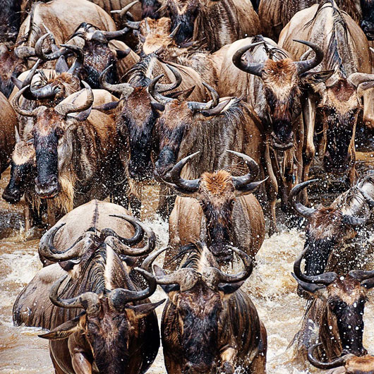 6-Days-Great-Serengeti-Migration