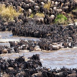 8-Days-Serengeti-Wildebeest-Migration-Safaris