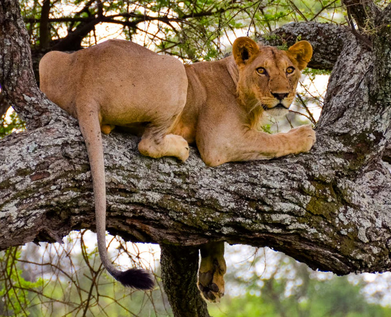 Lake-Manyara-safaris