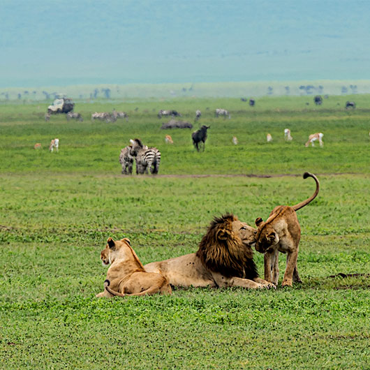 4-Day Tanzania Lodge Safari