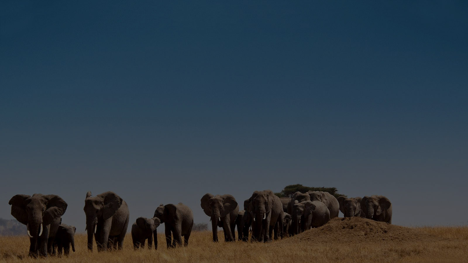 Safari-Tanzania_with nalla tours