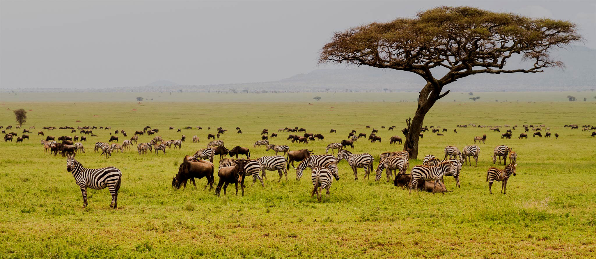 serengeti park