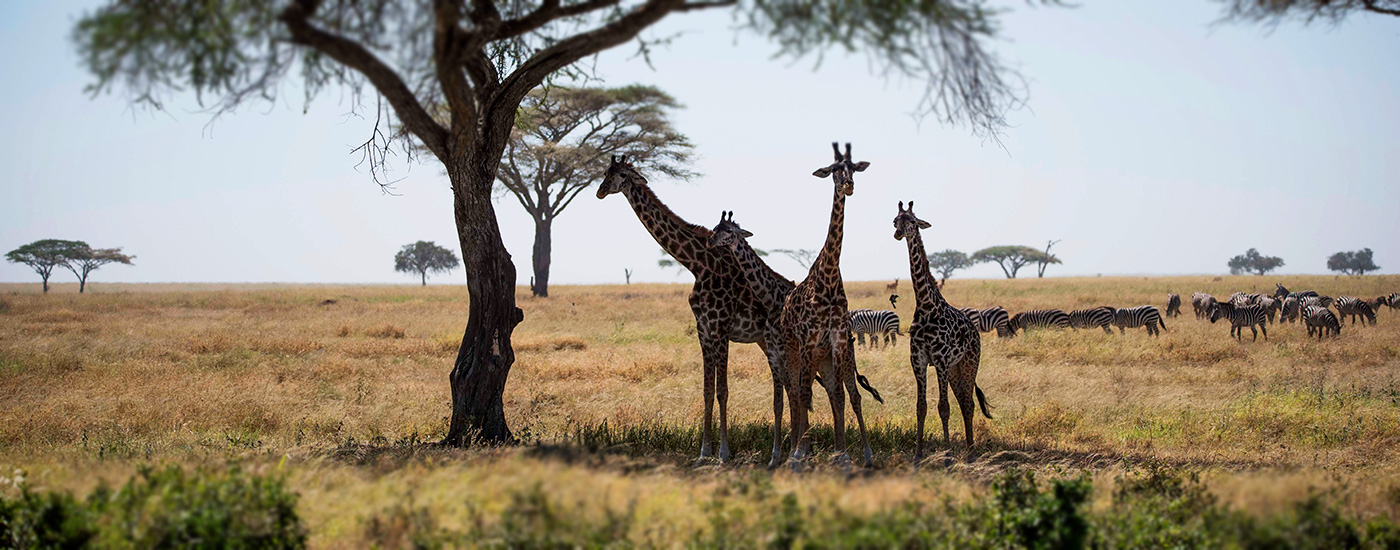Serengeti-safaris-Giraffe-and-Zebra