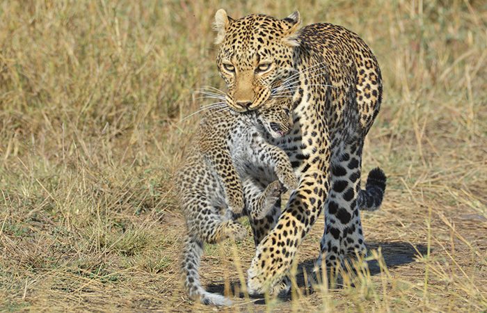 7-days-safari-serengeti and ngorongoro