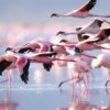Flamingo at lake Manyara