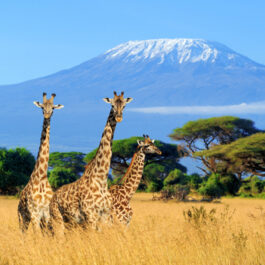 mount-kilimanjaro-and-safari